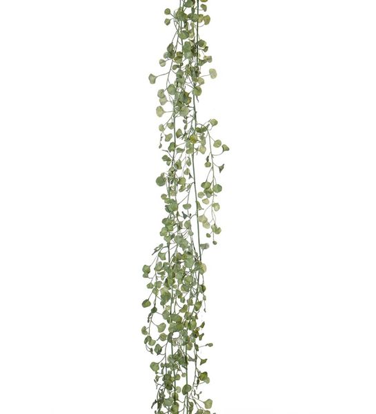 Girlander Silverfall - Mr. Plant