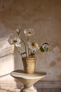 Hovedbilde Valmue krem - Mr. Plant
