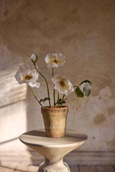Valmue krem - Mr. Plant