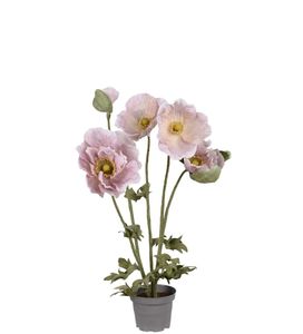 Hovedbilde Valmue rosa - Mr. Plant