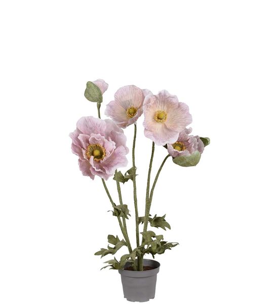 Valmue rosa - Mr. Plant